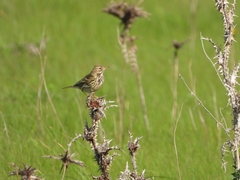 Anthus pratensis
