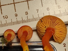 Hygrocybe constans