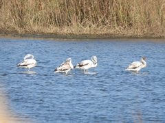 Phoenicopterus roseus