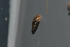 Cochlicopa lubrica