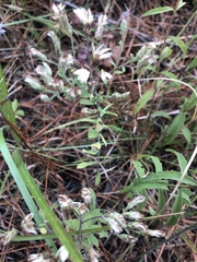 Sericocarpus tortifolius