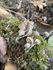 Mycena alcalina