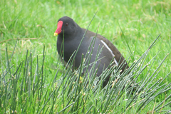 Gallinula chloropus