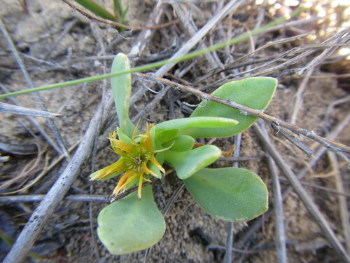 Naked Virginfig (Hymenogyne glabra)
