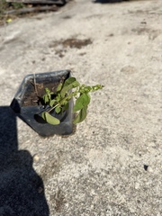 Acalypha ostryifolia