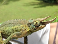 Trioceros jacksonii jacksonii