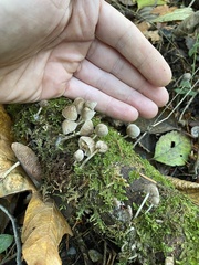 Mycena alcalina