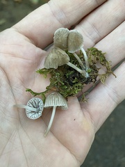 Mycena alcalina