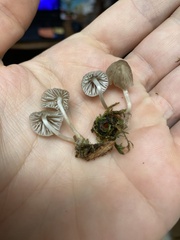 Mycena alcalina