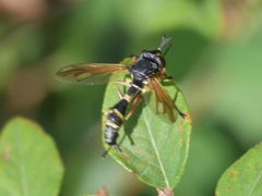 Physocephala rufipes