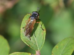 Physocephala rufipes