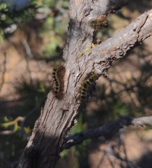 Lophocampa