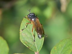 Physocephala rufipes