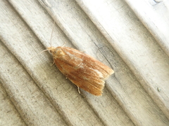 Clepsis chishimana