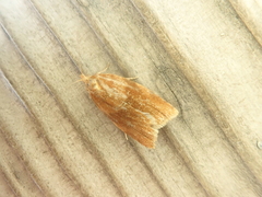 Clepsis chishimana