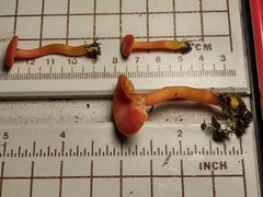 Hygrocybe constans