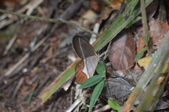 Pierella nereis