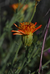 Adenophyllum cooperi