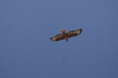 Buteo rufinus cirtensis