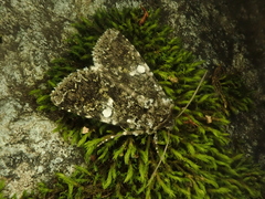 Hadena variolata