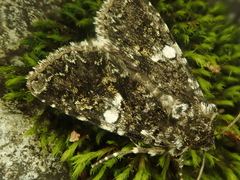 Hadena variolata