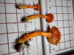 Hygrocybe constans