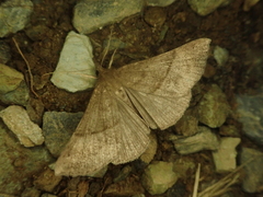 Hypena proboscidalis