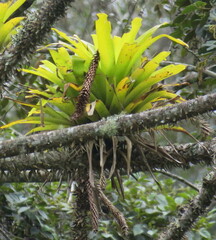 Tillandsia fendleri