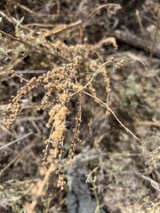 Ambrosia confertiflora
