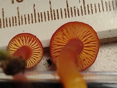 Hygrocybe constans