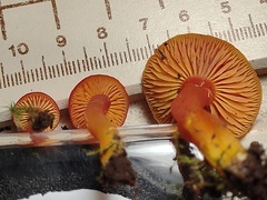 Hygrocybe constans