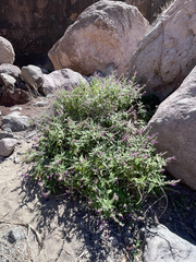 Salvia peninsularis