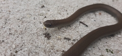 Duberria lutrix