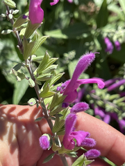 Salvia peninsularis