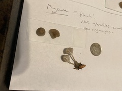 Mycena alcalina