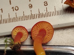Hygrocybe constans