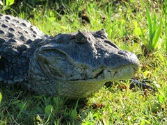 Caiman latirostris