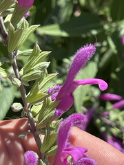 Salvia peninsularis