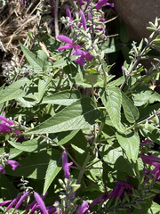 Salvia peninsularis
