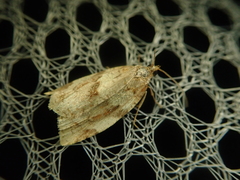 Clepsis monticolana