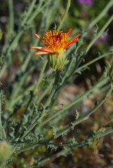 Adenophyllum cooperi