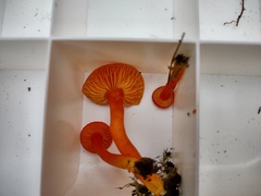 Hygrocybe constans