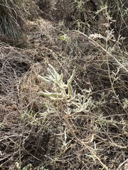 Sphaeralcea angustifolia