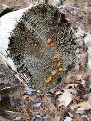 Dacrymyces chrysospermus