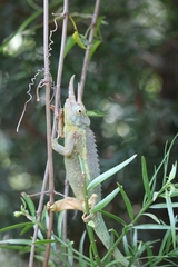 Trioceros jacksonii jacksonii