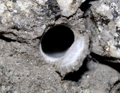 Hebestatis theveneti