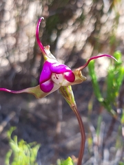 Disperis capensis capensis