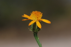 Adenophyllum cooperi