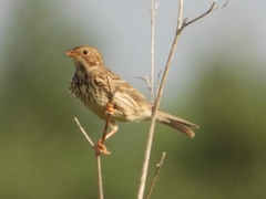 Emberiza calandra