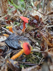 Hygrocybe constans